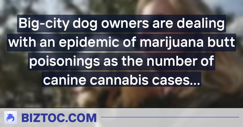  Big-city dog owners are dealing with an epidemic of marijuana butt poisonings as the number of canine cannabis cases surges 300% in 5 years