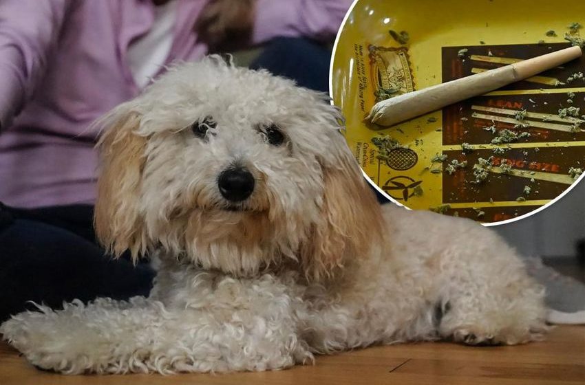  Careless NY stoners poisoning other people’s dogs: It’s ‘unbelievable’