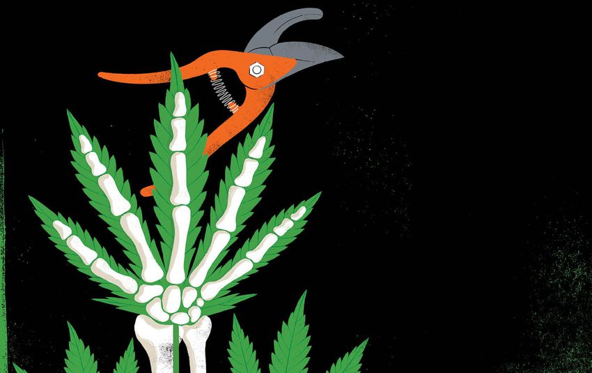  Exploitation, Abuse, and Death: The Dark Side of Working in the Weed Industry