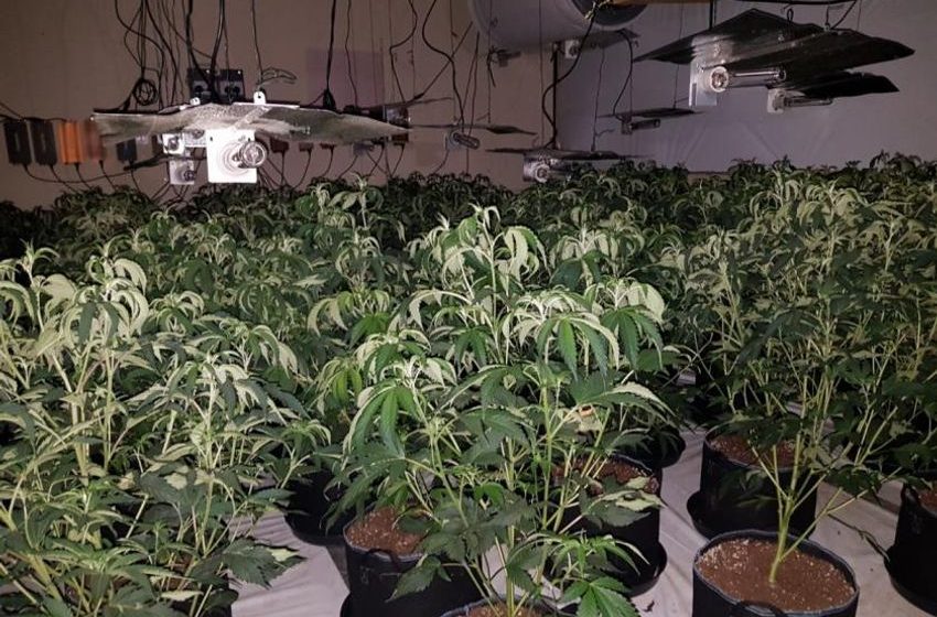  Police seized around 250 cannabis plants in Accrington