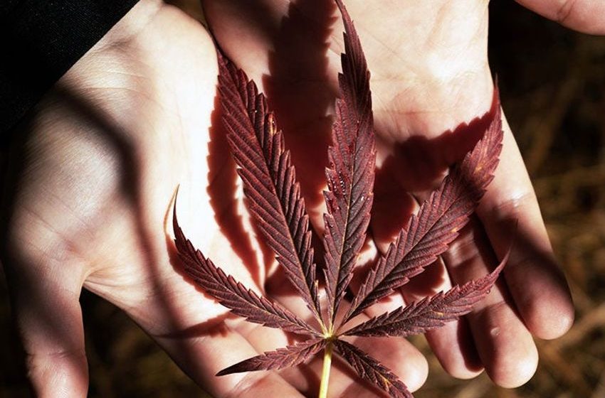  Cannabis and cancer: Study finds that marijuana can help reduce pain