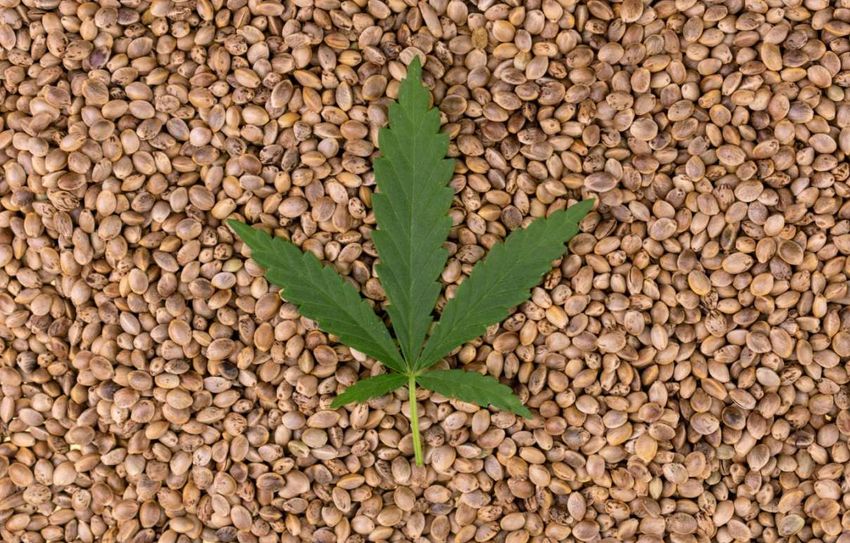  Cannabis Seeds 101