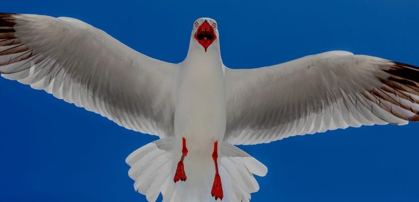  Seagulls snatching drug stashes become “zombie” birds