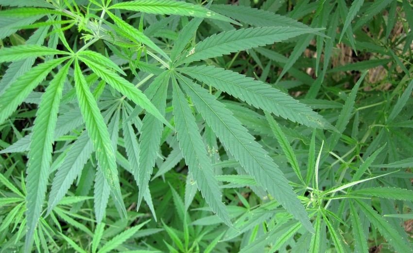  Kenya: Nairobi Reports Highest Prevalence of Cannabis, 1 in 53 Kenyans Addicted