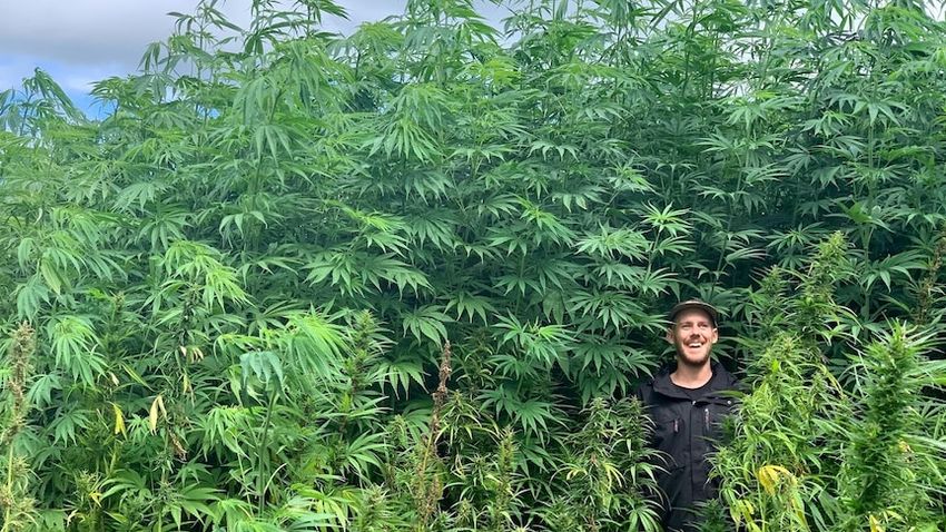  Is cannabis the new timber? Advocates want industrial hemp to solve Australia’s housing crisis