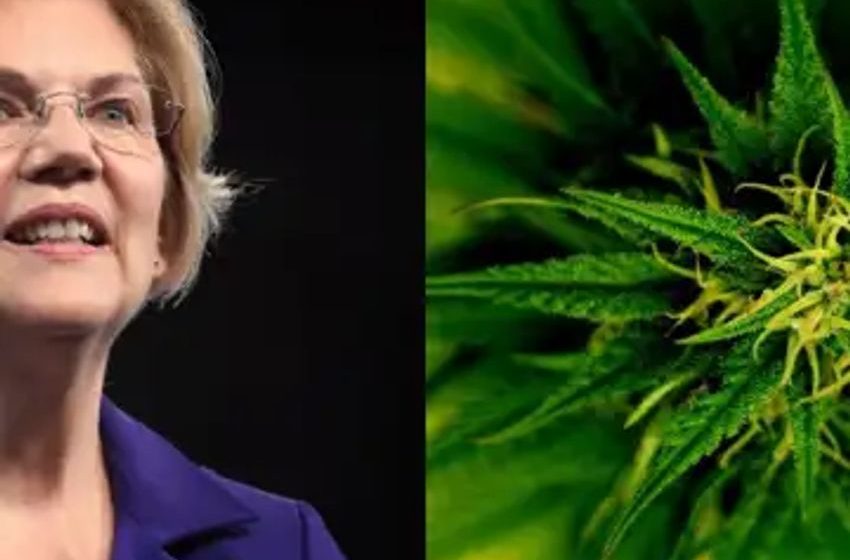  Elizabeth Warren wants cannabis laws that block Amazon and big tobacco from monopolizing the legal industry