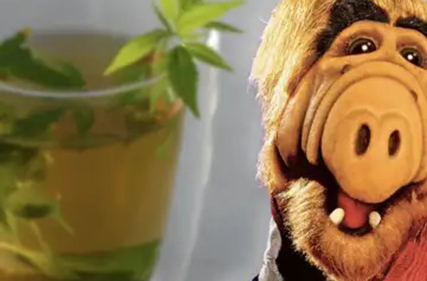  Did Alf, The Cat-Eating Alien, Really Drink Marijuana Tea In This Movie?