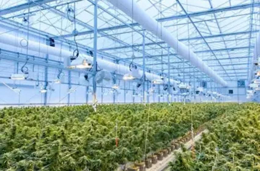  Organic Remedies’ Medical Cannabis Processing Facility Approved By Maryland Administration