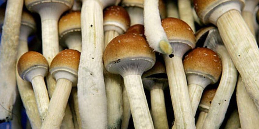  ‘From Magic Mushrooms to Big Pharma’ – a college course explores nature’s medicine cabinet and different ways of healing