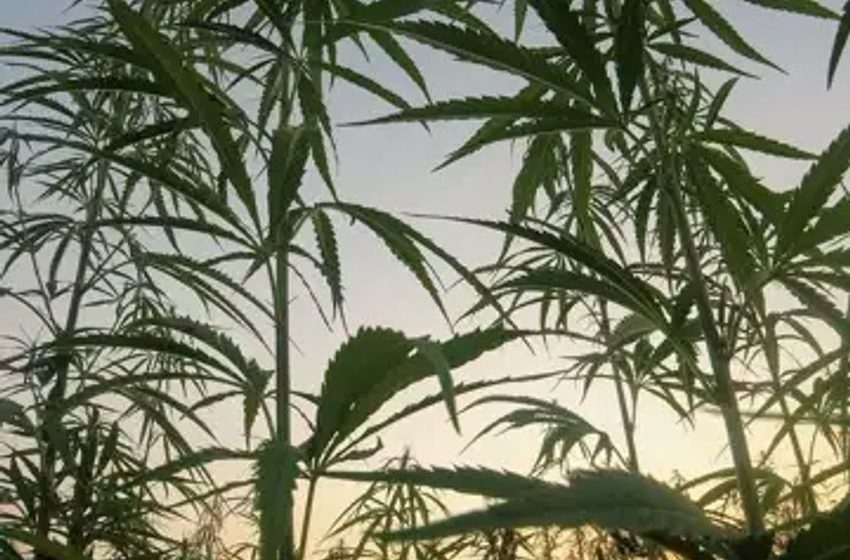  Hemp Could Be The Biggest Investment Opportunity Since Plastic