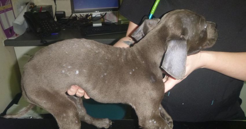  Starving puppy forced to eat unsuitable diet of just fruit, salad and hemp