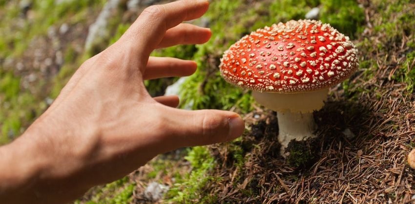  ‘From Magic Mushrooms to Big Pharma’ – a college course explores nature’s medicine cabinet and different ways of healing