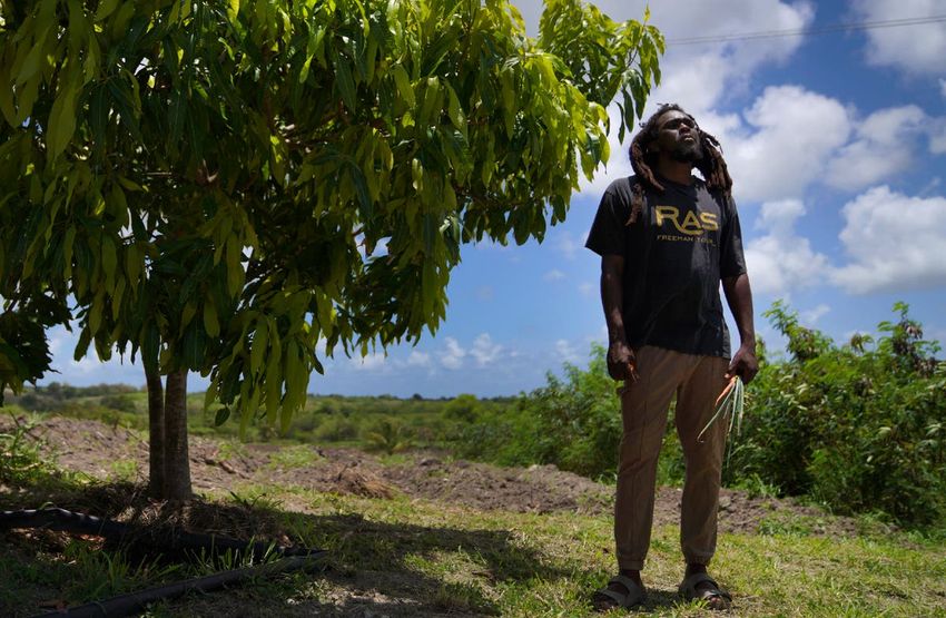  Rastafari gain sacramental rights to marijuana in Antigua and Barbuda, celebrate freedom of worship