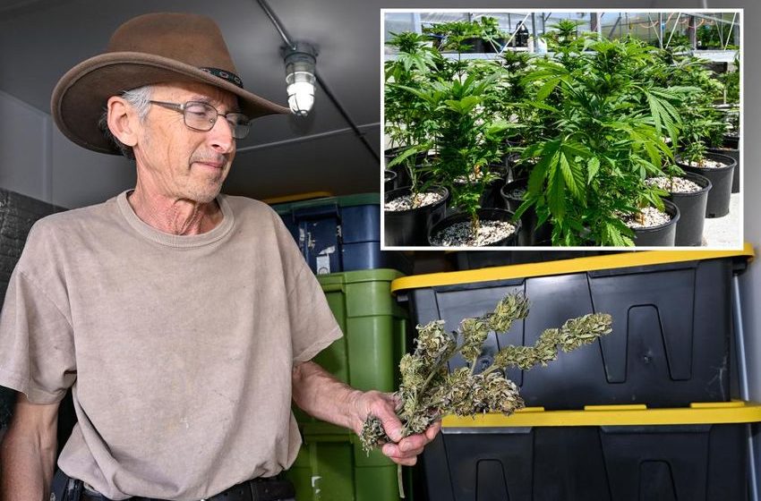  Pot shot: NY farmers with mounds of weed fume over slow shop roll-out