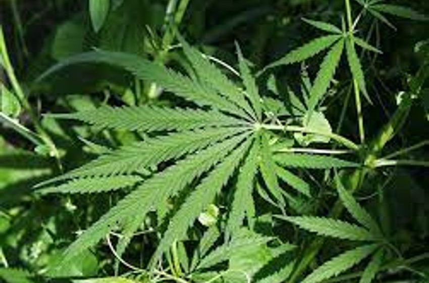  Cultivation of marijuana for medicinal purposes only: Minister of Finance