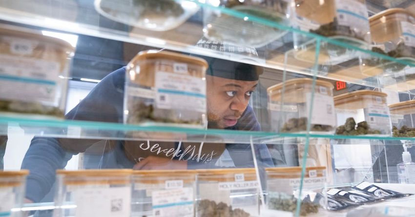  Minnesota’s legal marijuana sales projected to reach $1.5B by 2029