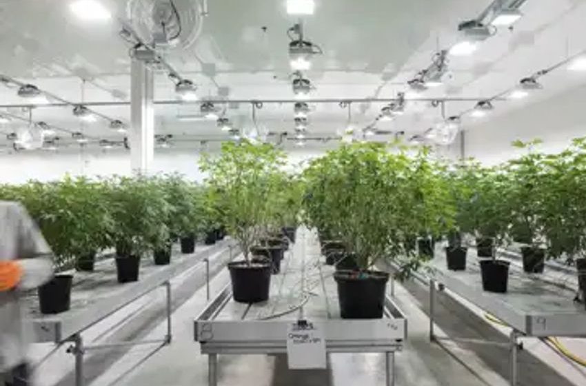 Canopy Growth appoints new auditor after KPMG steps down