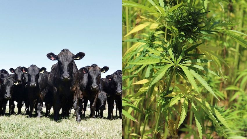  Farmers trial hemp feed for cattle, marron to see if it boosts healthy omegas in the meat?