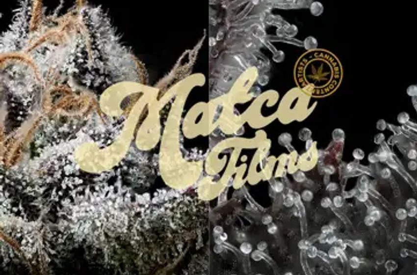  A Visual Revolution In The Global Cannabis Market: Meet Matca Films, The Team Creating The Most Beautiful Weed Visuals