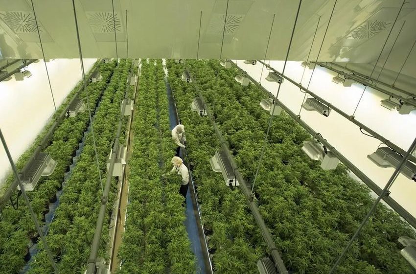 Cannabis company Canopy Growth sells California facility, changes auditors