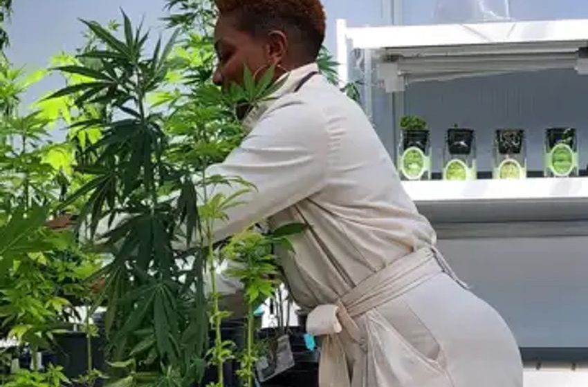  Olive-Harvey College counters war on drugs fallout with new cannabis degree, greenhouse