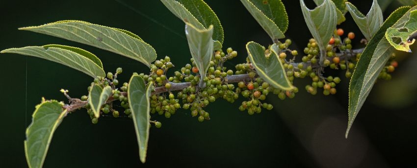  Scientists Find Cannabis Compound Inside a Totally Different Plant