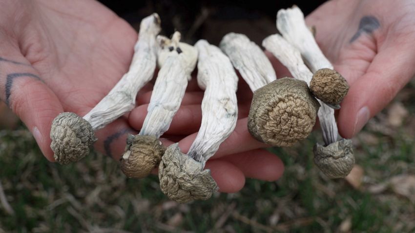  PSYCHEDELIC CITY: Hallucinogenic drug community mushrooms in Denver