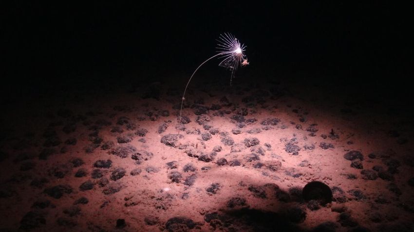  Mineral-rich nodules and the battle over mining the deep sea