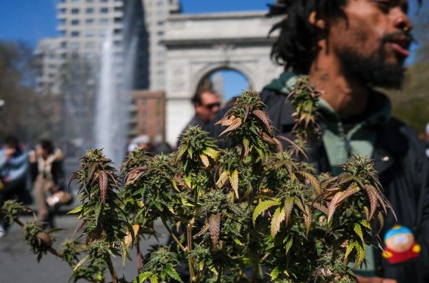  New York Cannabis Attempts To Amend Almost A Century Of Prohibition