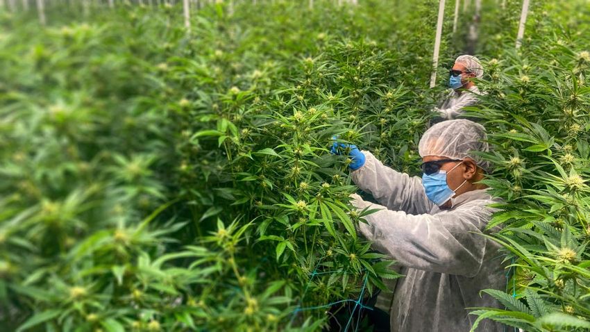  Meet The Biggest Cannabis Company In Latin America — You’ve Never Heard Of