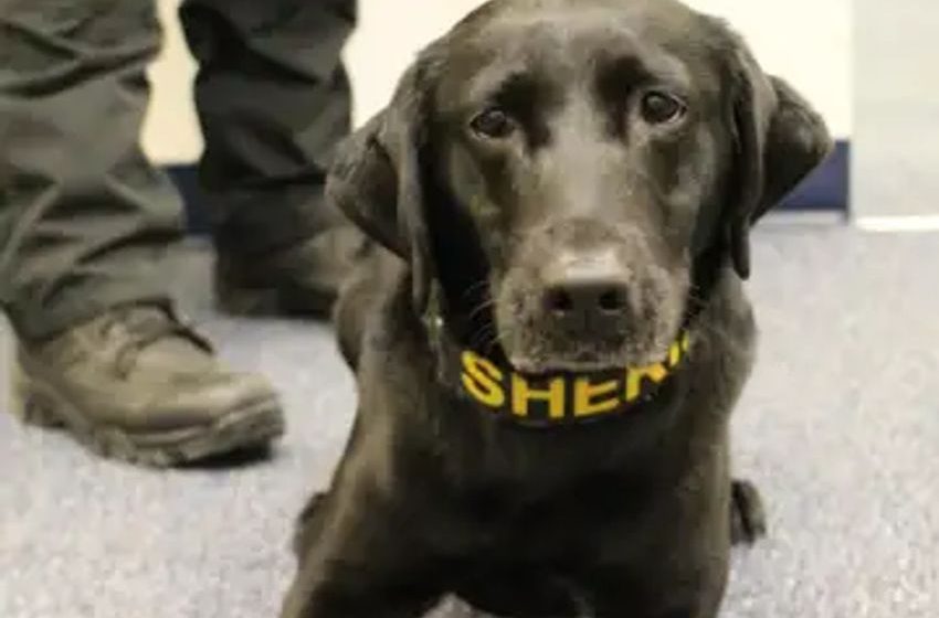  With marijuana legalized in more states, many canine cops are headed for retirement