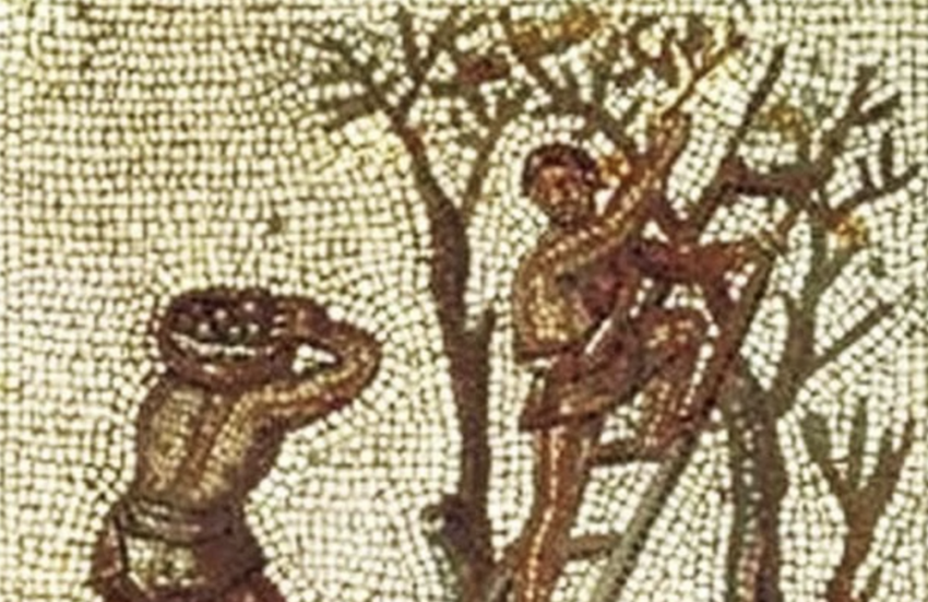  The Ancient Roman, Medieval & Modern Way of Making Olive Oil