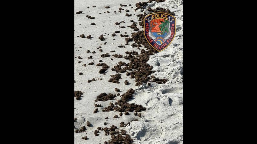 High tide? Jokes erupt on social media when Florida beach found covered in marijuana