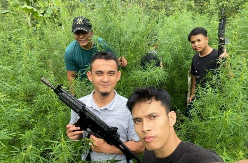  Cops find 1.5 hectares of cannabis field in Bengkulu’s Rejang Lebong