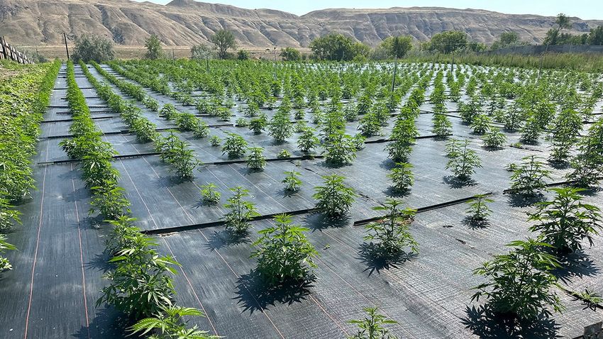  Legal pot farms in Washington begin to reopen following pesticide concerns