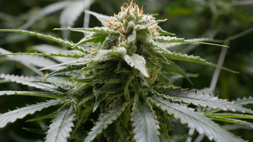  Will Ohio vote on legal marijuana in November? Group submits signatures for proposal