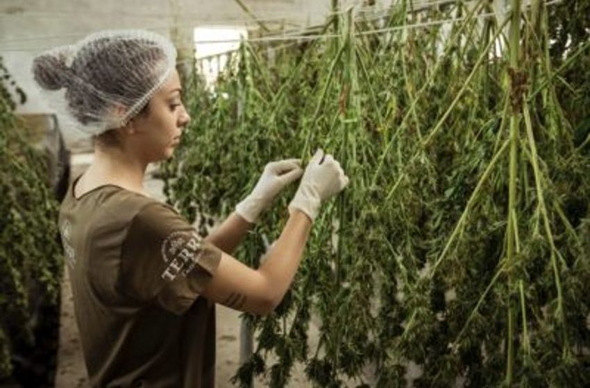  26 Biggest Marijuana Companies in the World