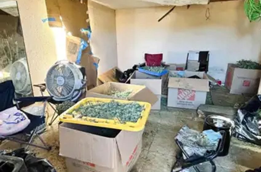  60 smuggled people found working in ‘horrible’ conditions at illegal Central Valley marijuana plant