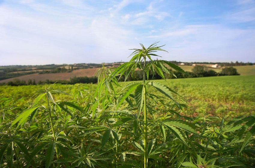  U.K. Halts Imports From Only Hemp Farm On British Isles