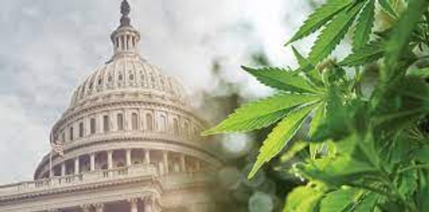  Cannabis and Government