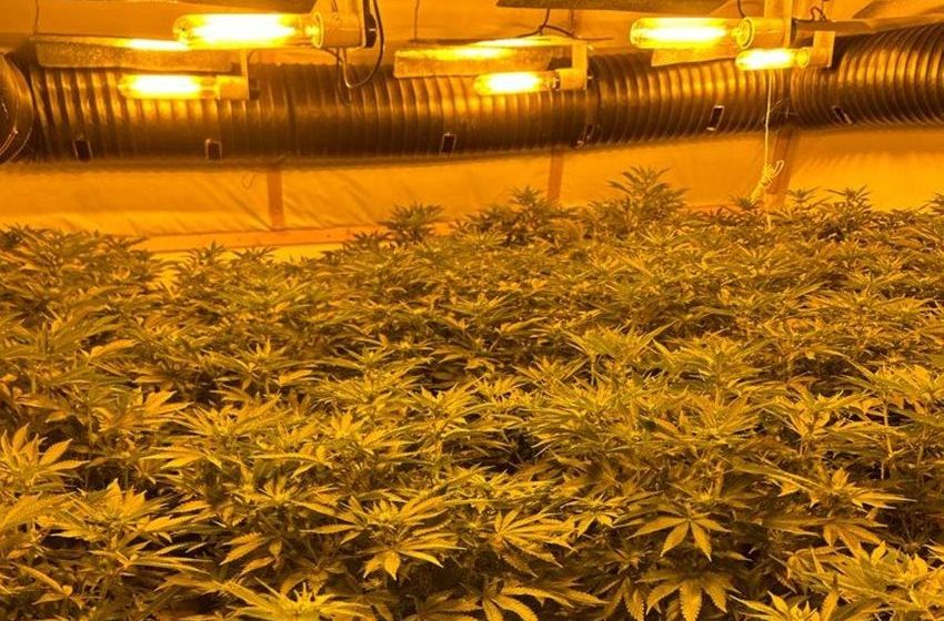  Largest-ever cannabis crackdown in UK seizes £130m of drugs and sees more than 1,000 arrests