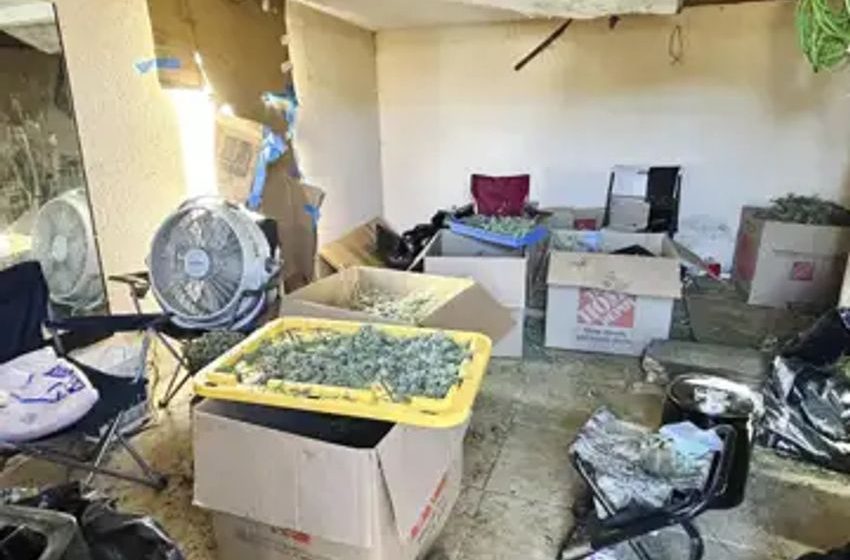  Dozens of smuggled people found working in ‘horrible’ conditions at illegal California pot plant