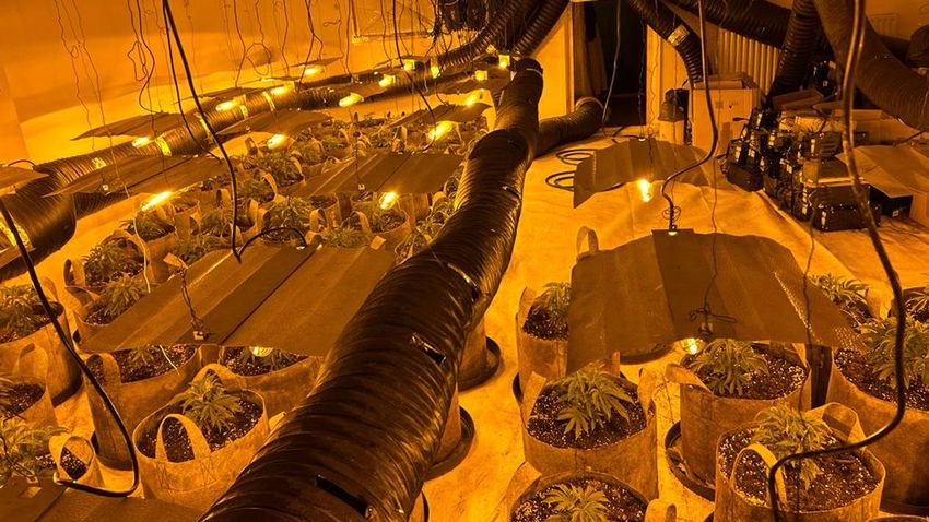  £130m worth of cannabis, £636,000 in cash and 20 guns seized in UK-wide crackdown