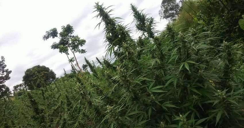  Mental health experts oppose legalising Cannabis, Khat (mairungi)