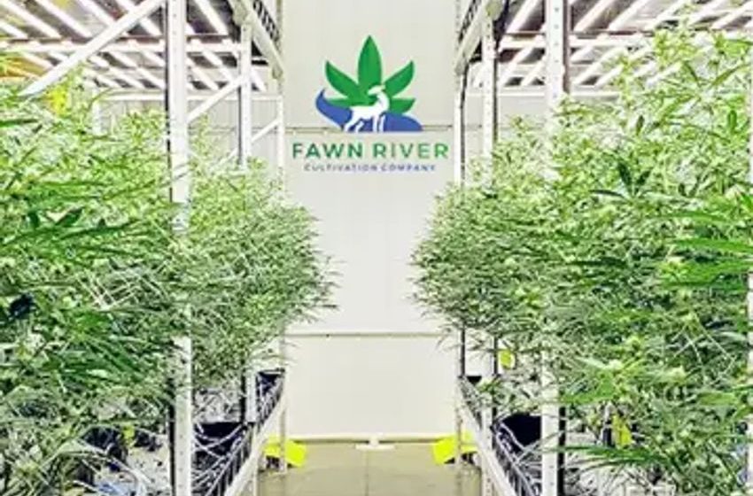  Fawn River Cultivation Company And BioLumic Team Up ‘To Redefine Cannabis Market Dynamics In Michigan’