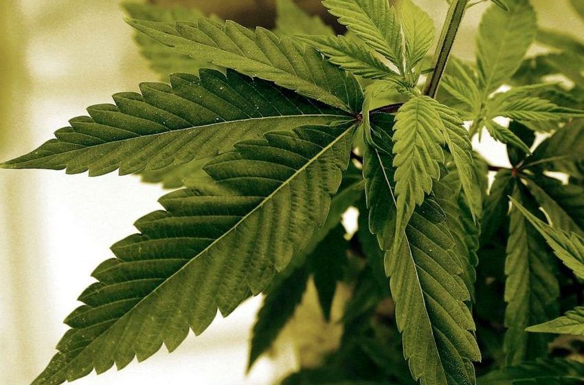  Two tribal nations to open Minnesota’s first legal recreational marijuana dispensaries