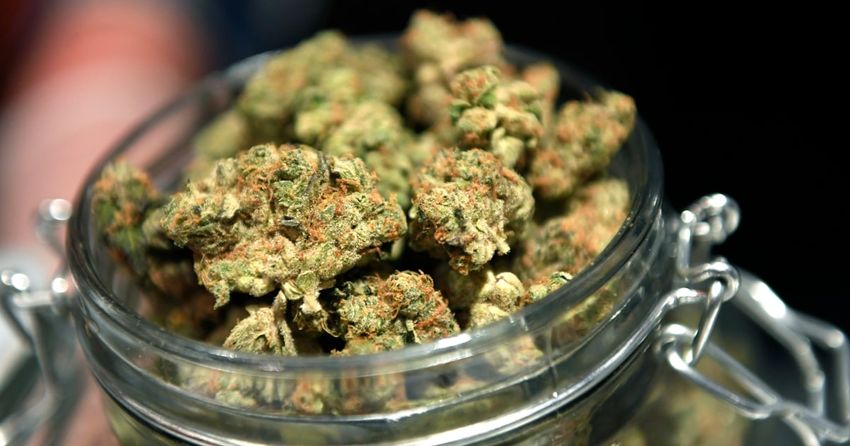  ER visits surged for kids consuming toxic levels of marijuana during the pandemic