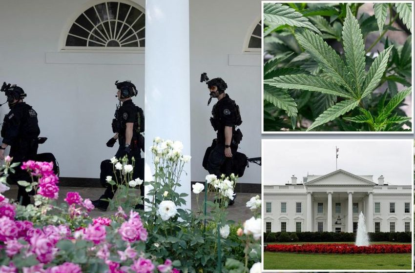  Secret Service admits it twice found marijuana at White House — months before cocaine discovery