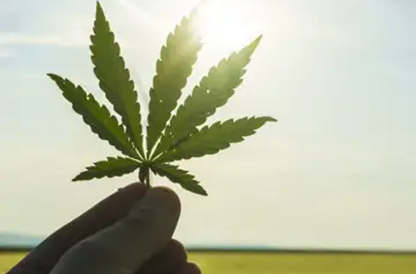  This F-Rated Cannabis Stock Is One of the Worst Companies You Could Buy Now