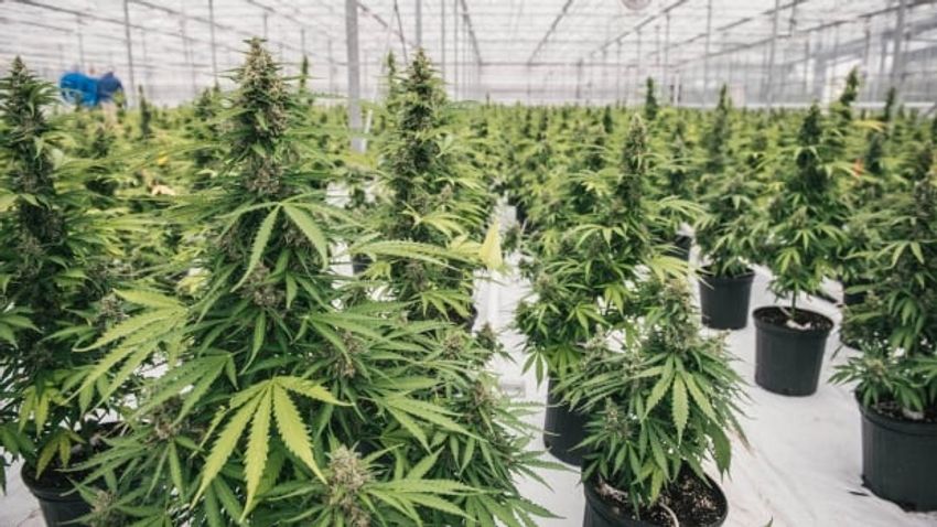  Dropping prices and heavy tax burden will mean cannabis industry bankruptcies, warns producer